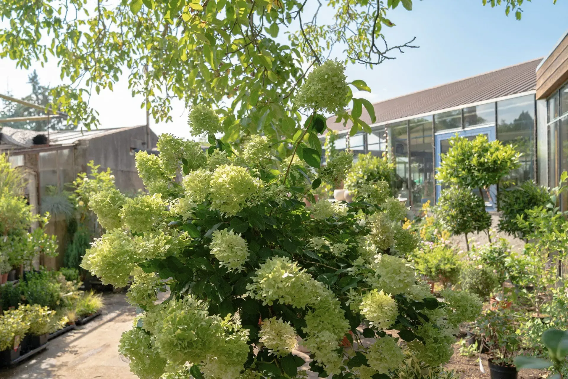 Garten- und Balkonpflanzen